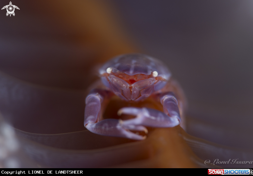 A Porcelain Crab