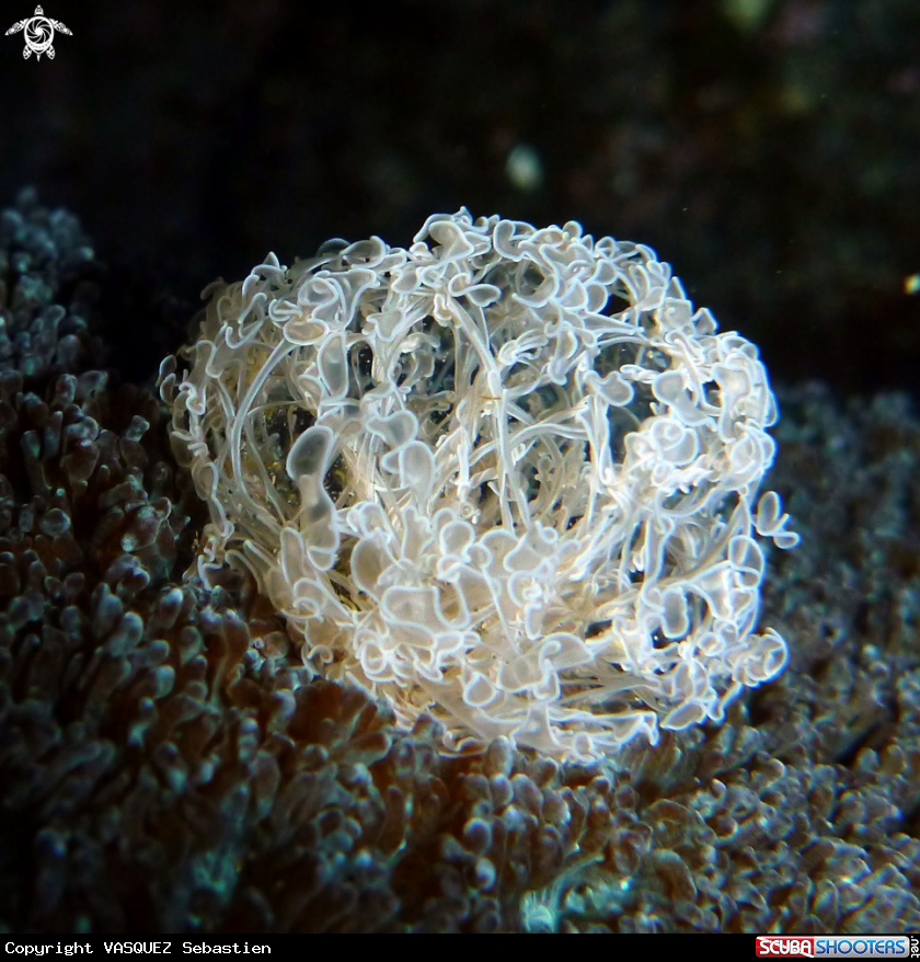 A Coral