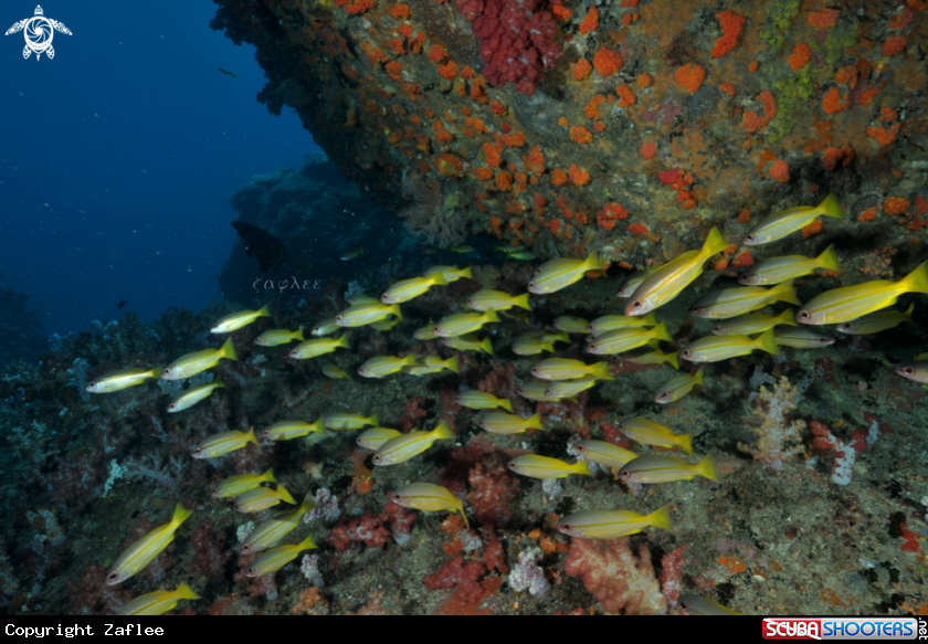 A Striped Yellow Fusilier