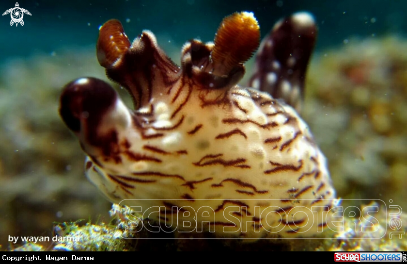 A Mickey mouse nudi 