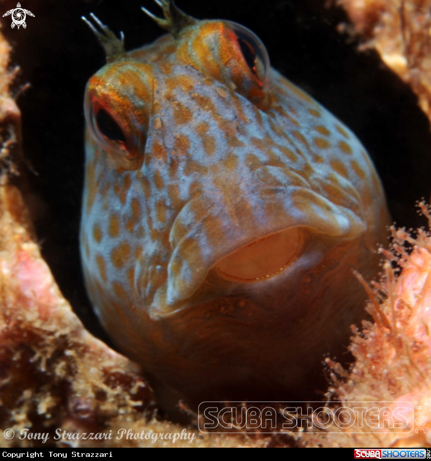 A Horned blenny