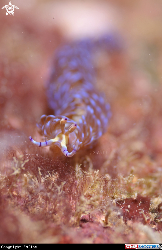 A Pteraeolidia ianthina