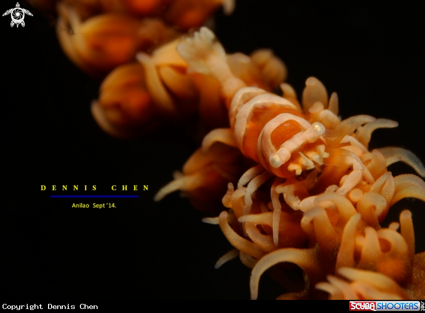 A Whip Coral Shrimp