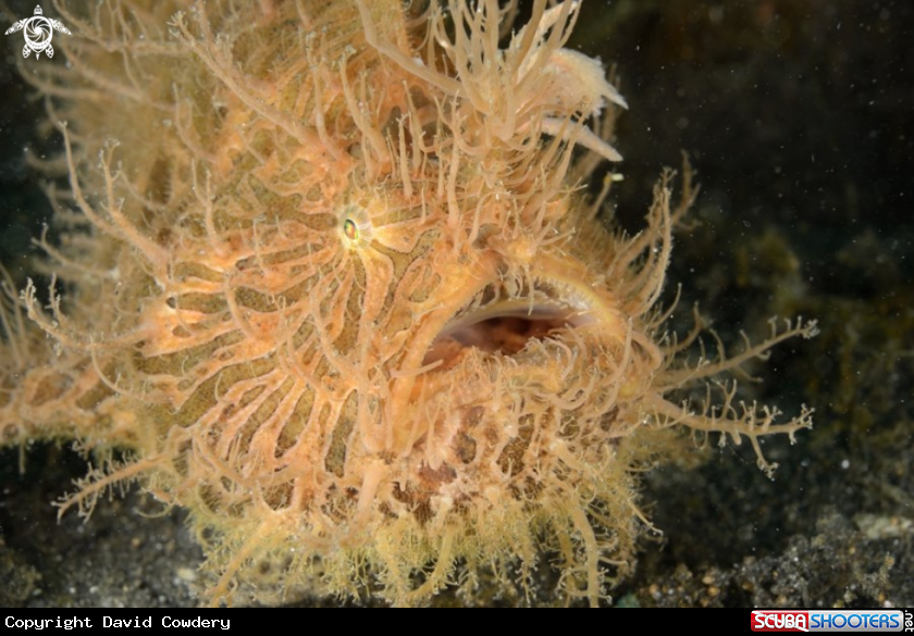 A Hairy Frogfish