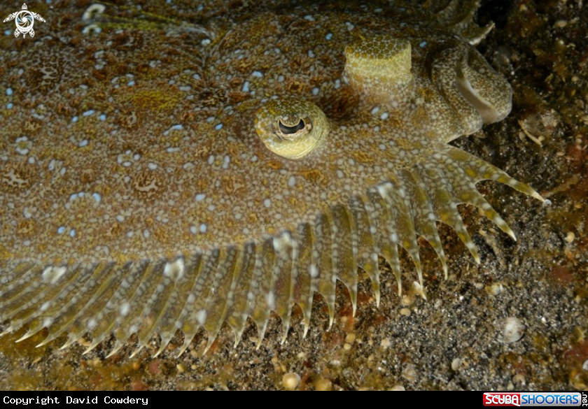 A Flowery  Flounder