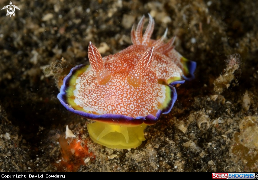 A White ringed chromodoris