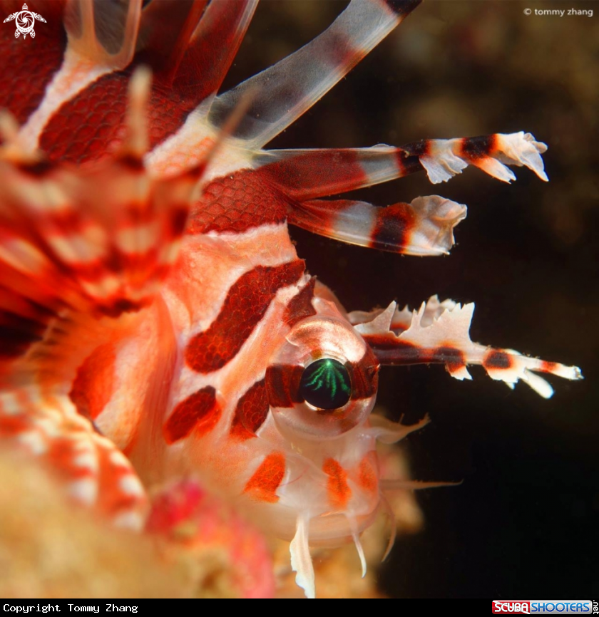 A Lionfish