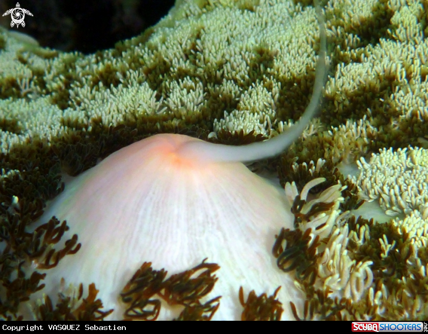 A Detail Anemone 