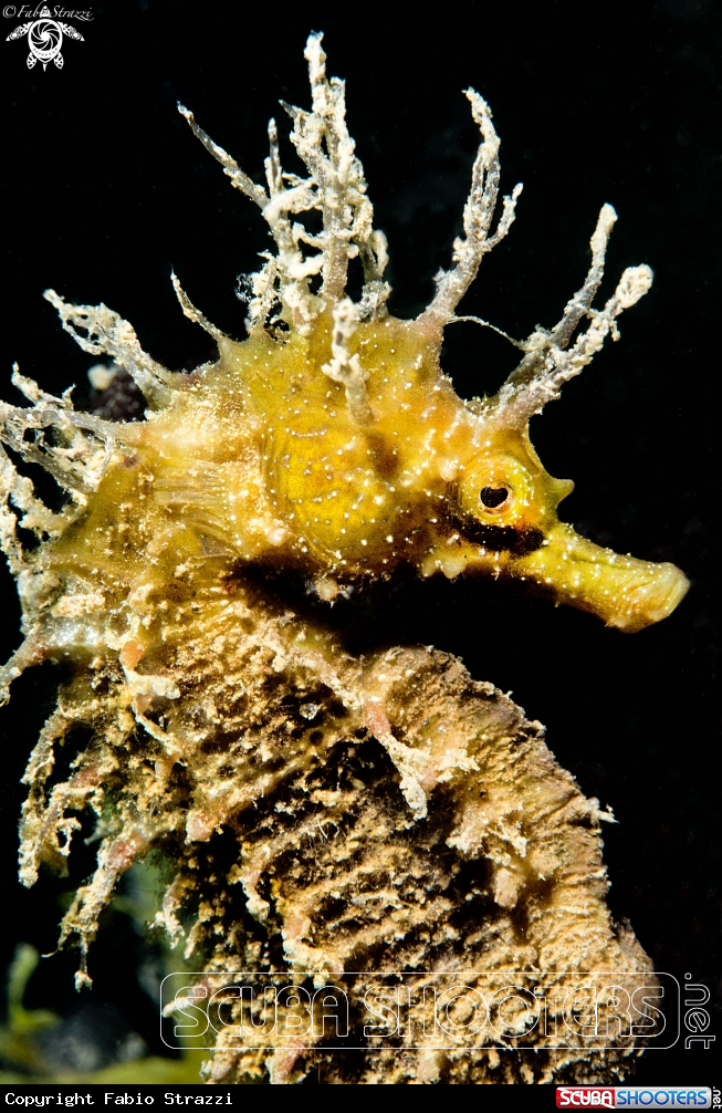 A Seahorse