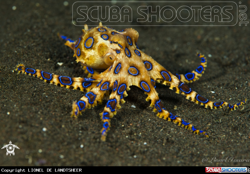 A Blue O Ring Octopus