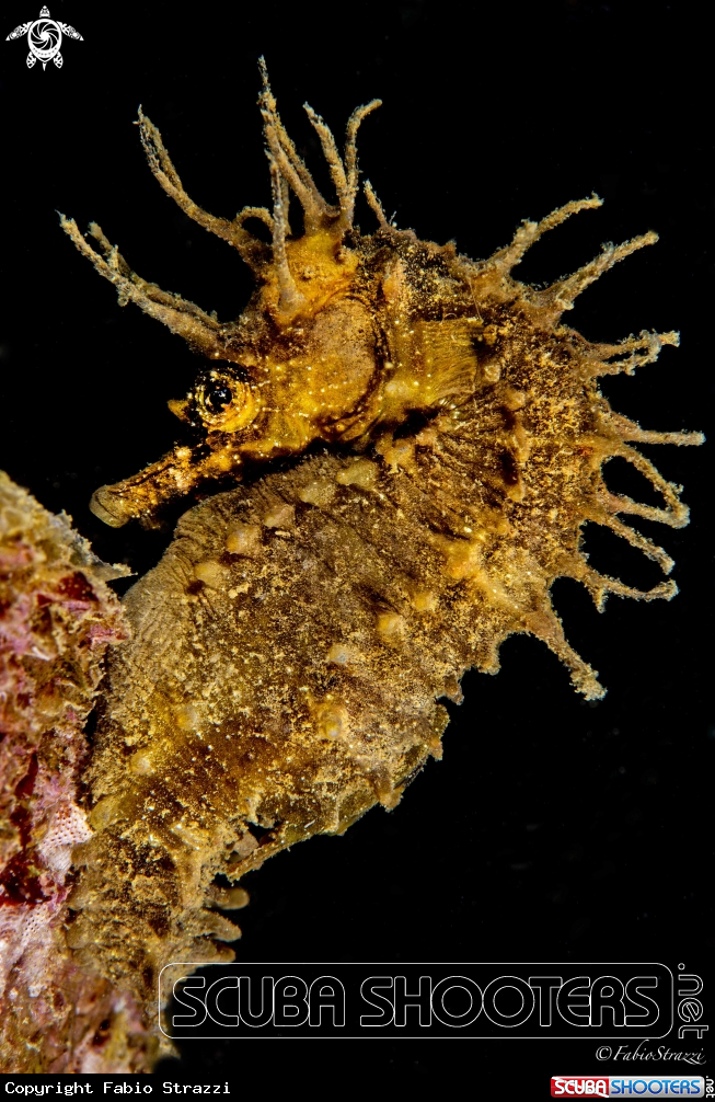 A Seahorse