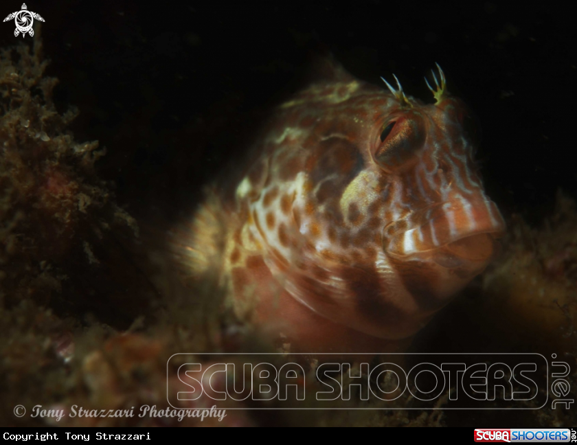 A Horned blenny