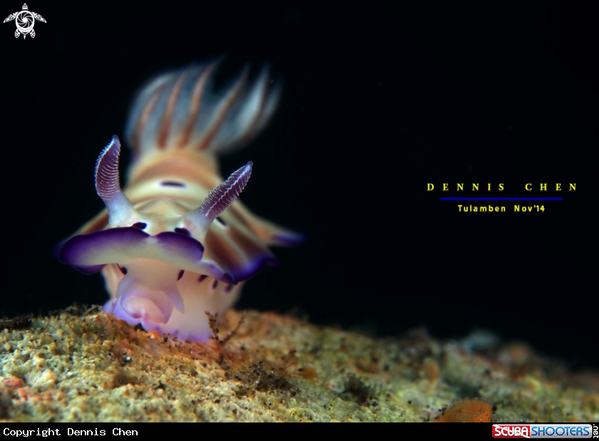 A Hypselodoris tryoni