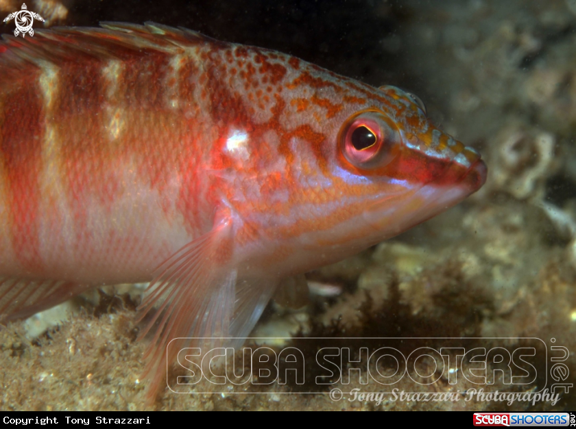 A Half-banded sea perch