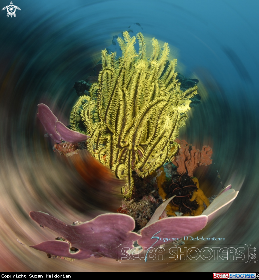 A Yellow Crinoid & Leafy Coral