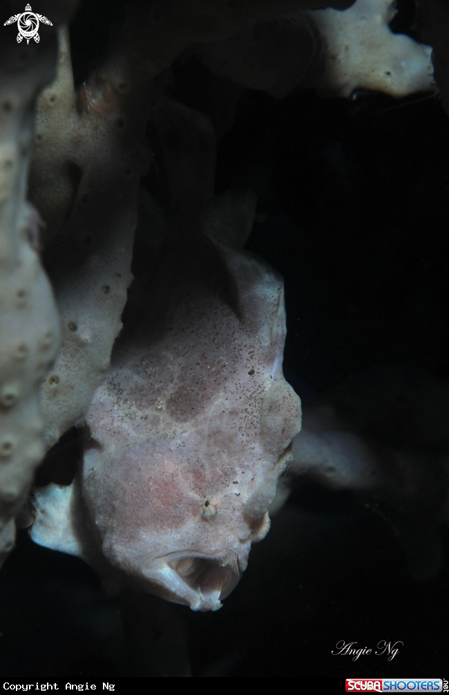 A Frogfish