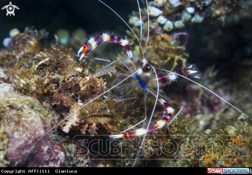 A scorpionfish end stenopus