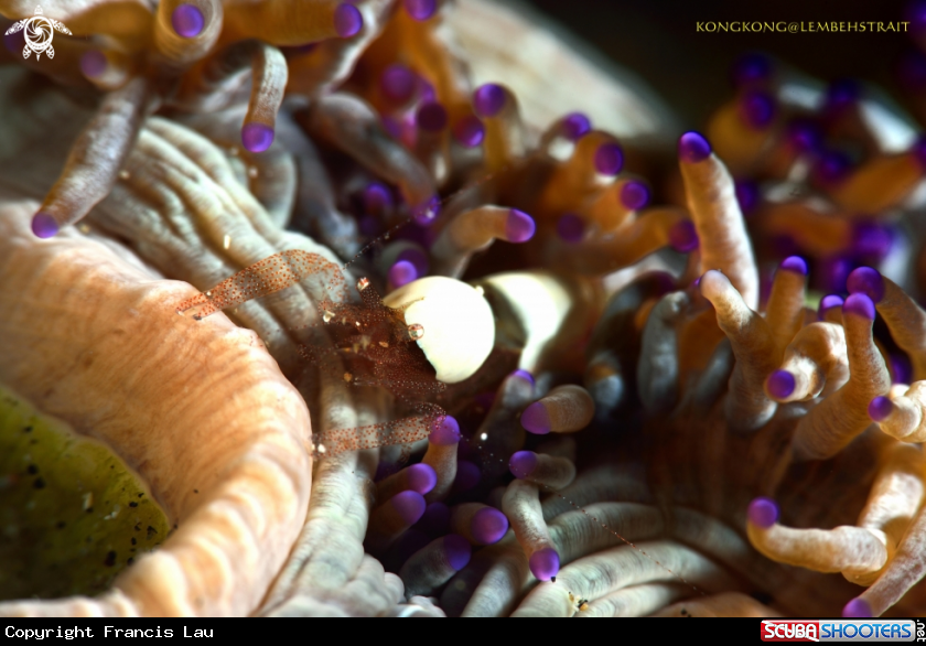 A Anemone shrimp