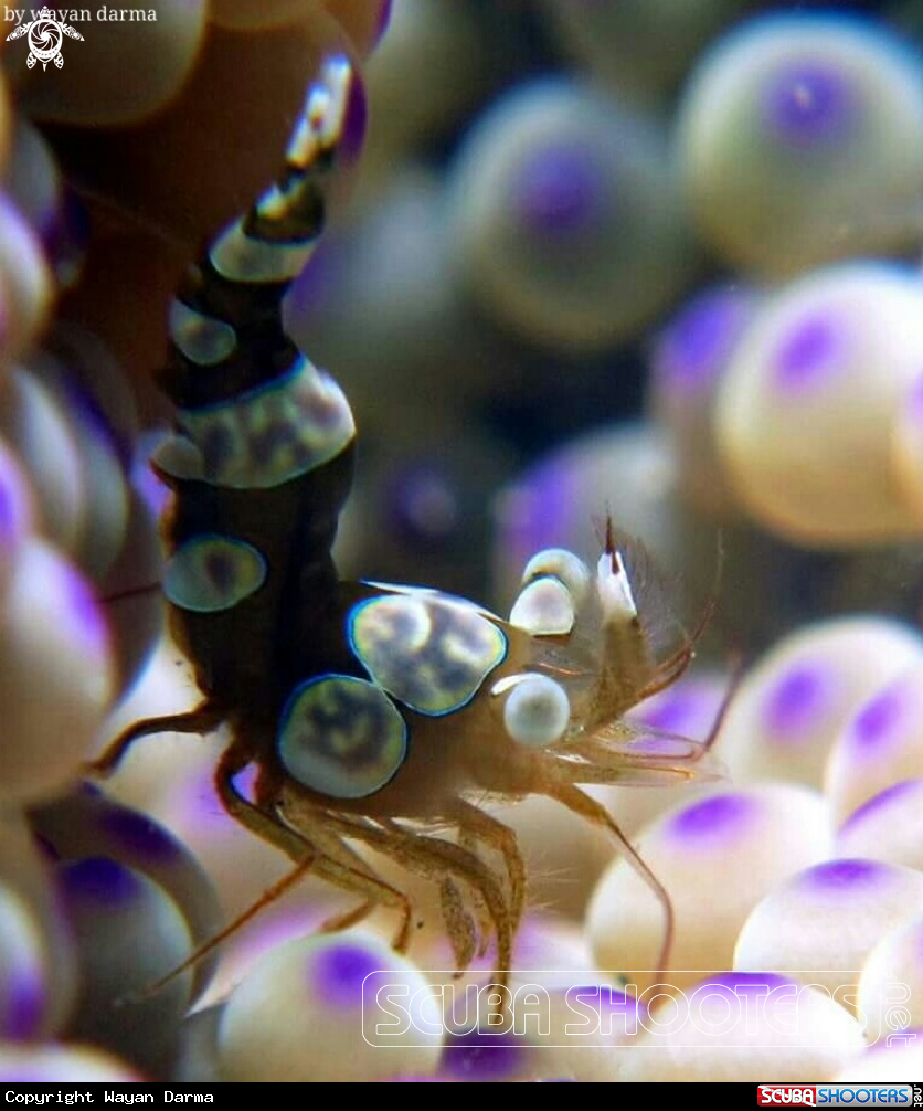 A sexy dance shrimp 