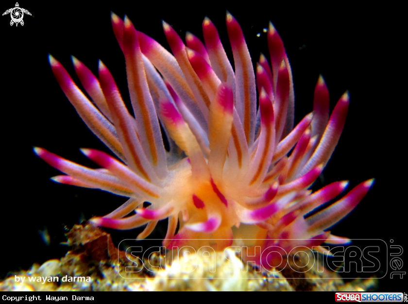 A Flabellina rubrolineata 