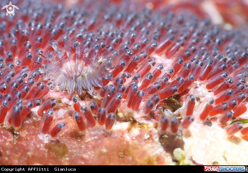 A eggs of clownfish