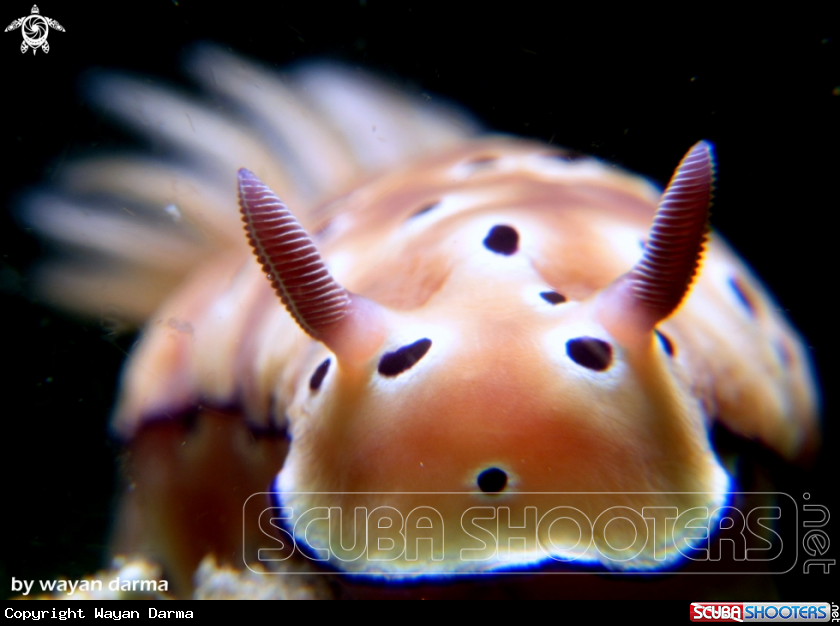 A hypselodoris tryoni 