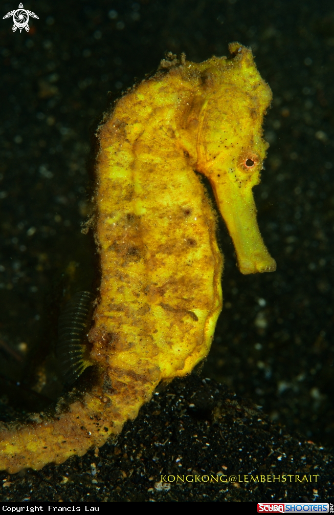 A Seahorse