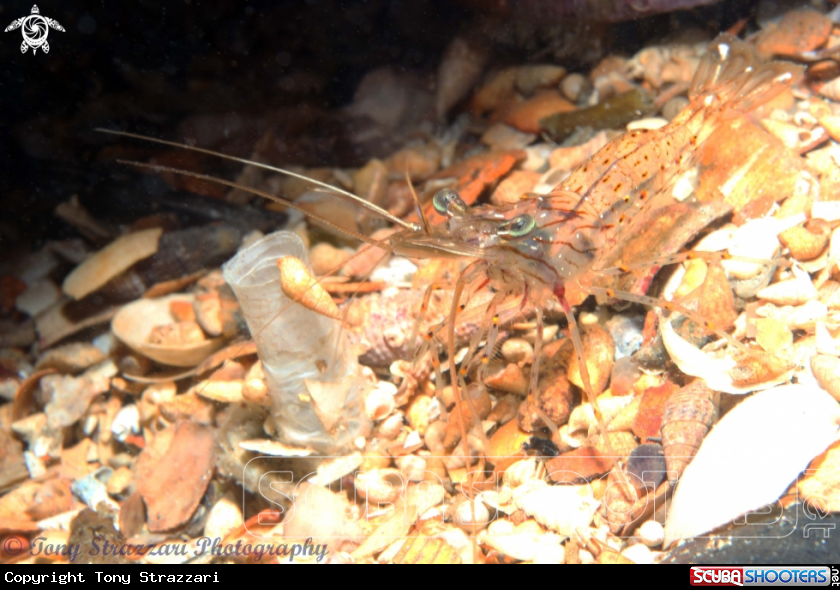 A Shrimp