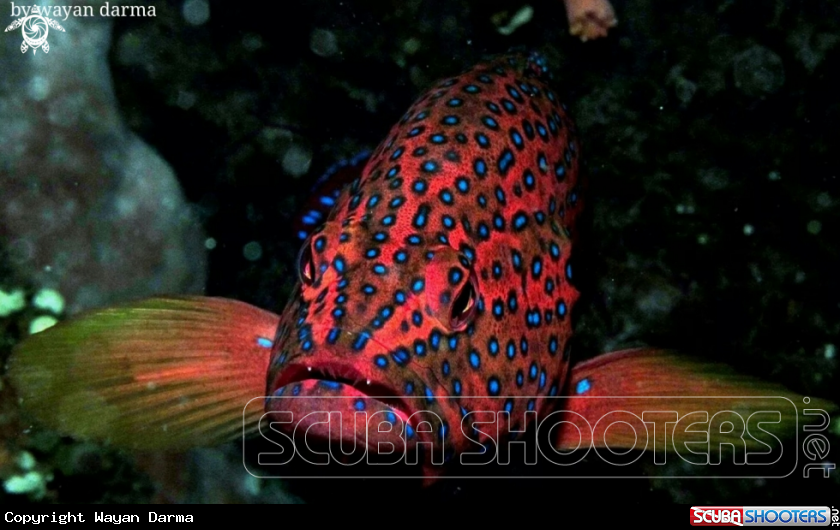 A Grouper 