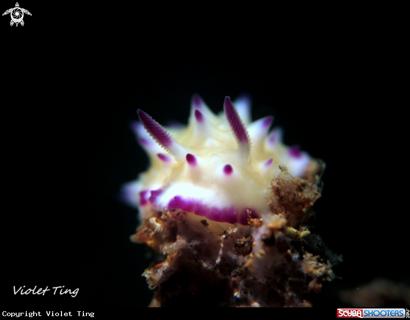 A Nudibranch