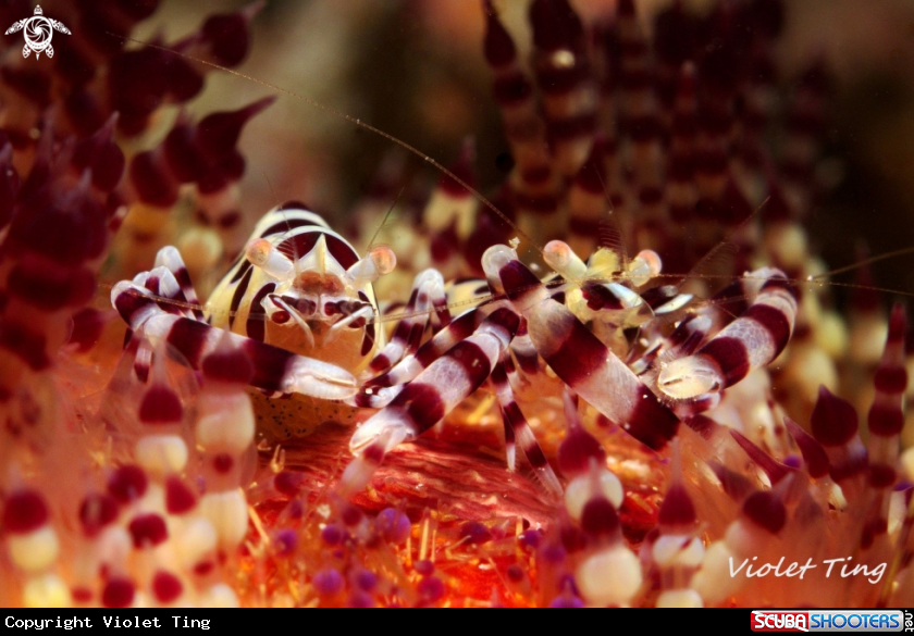 A Coleman Shrimp