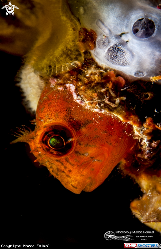 A Blennide