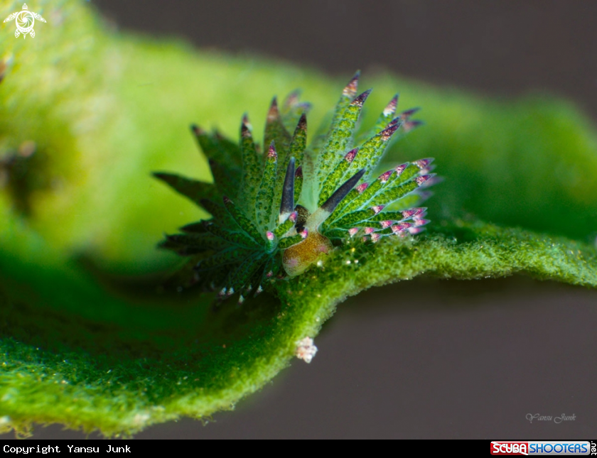 A Costasiella kurosimae