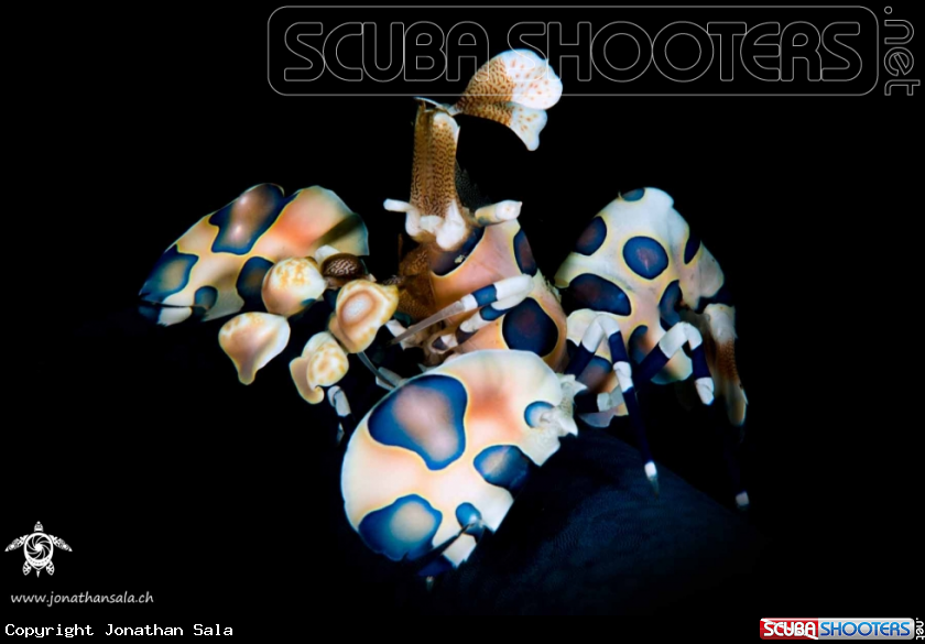 A harlequin shrimp