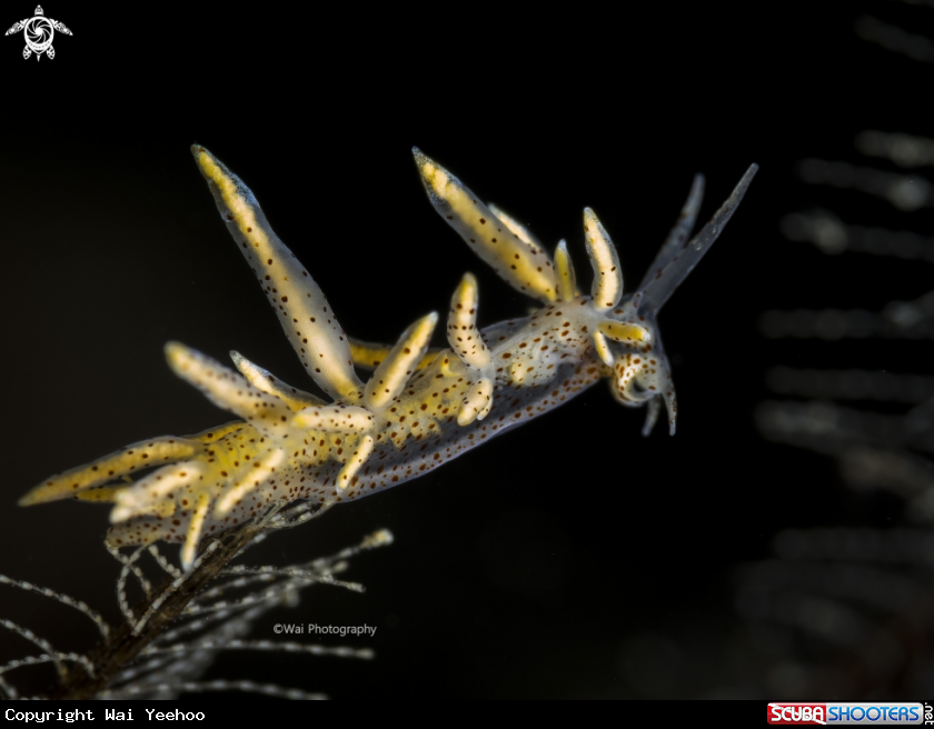 A Eubranchus sp