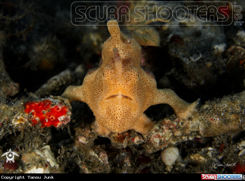 A Painted frogfish