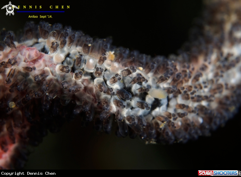 A Damselfish eggs