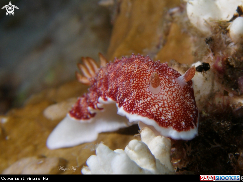 A Nudibranchs 