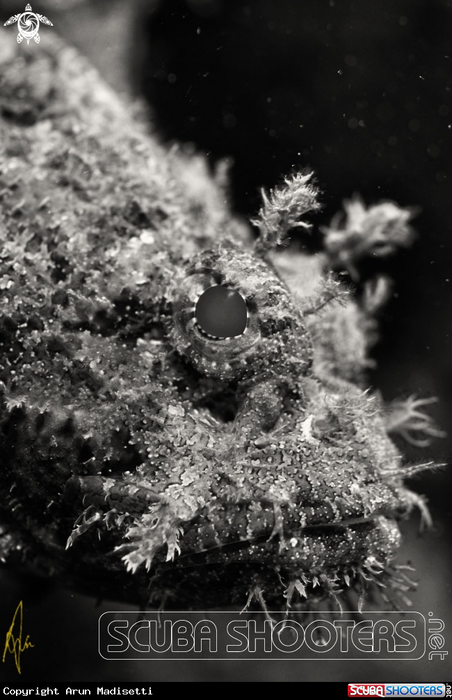 A spoted scorpionfish