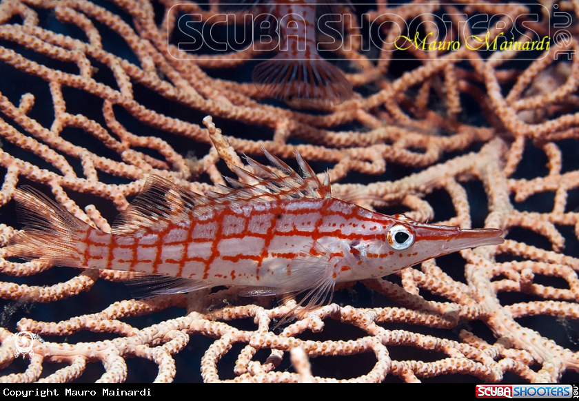 A Hawkfish