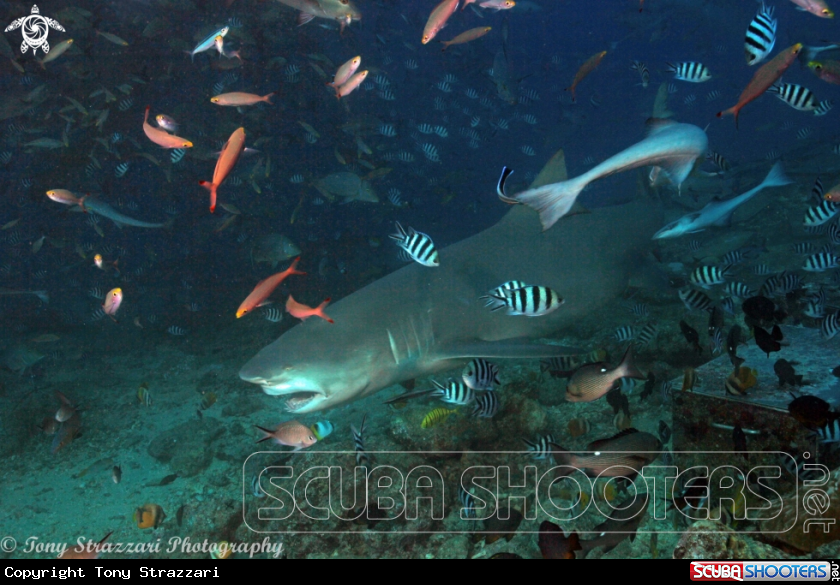 A Bull Shark