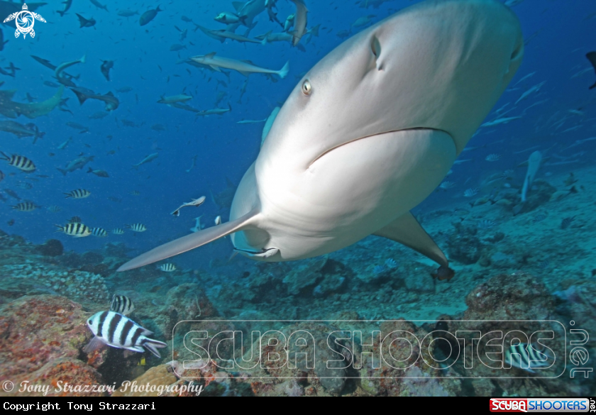 A Bull Shark