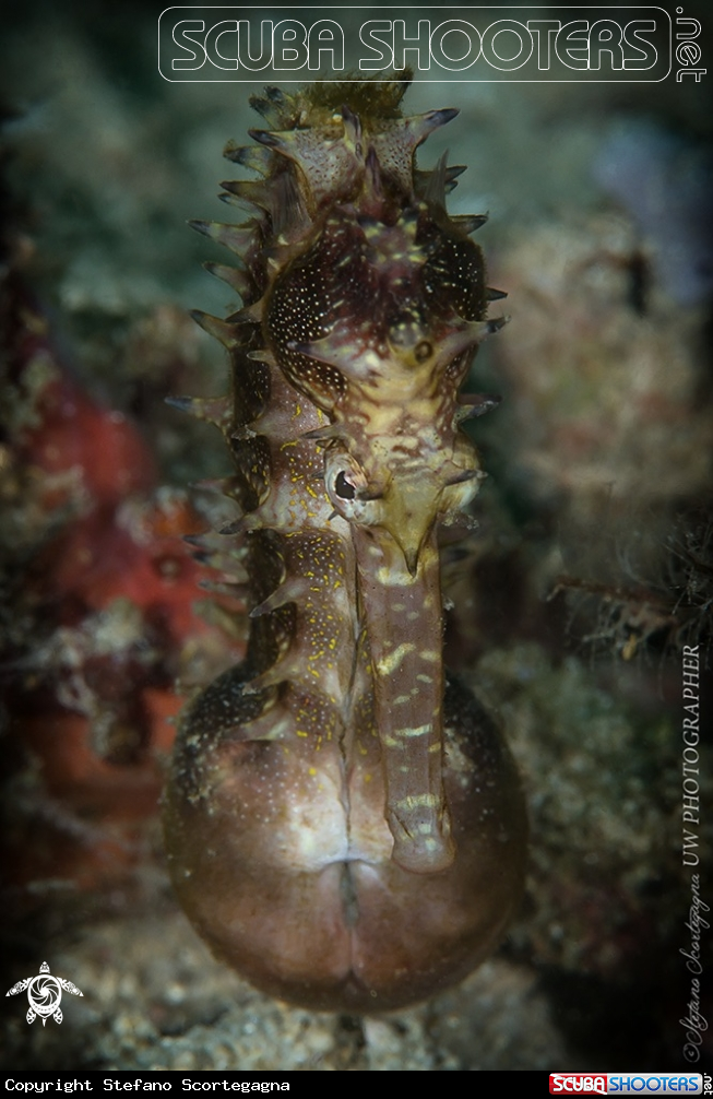 A Sea Horse