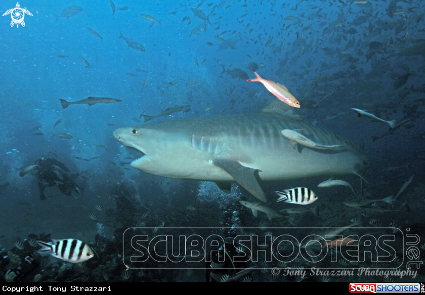 A Tiger Shark