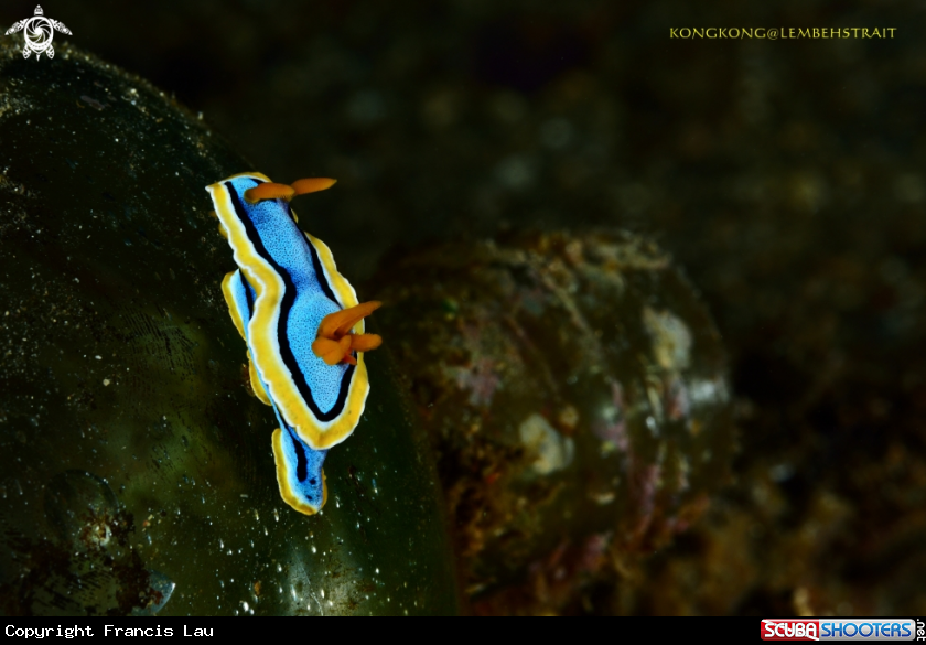 A Nudibranch