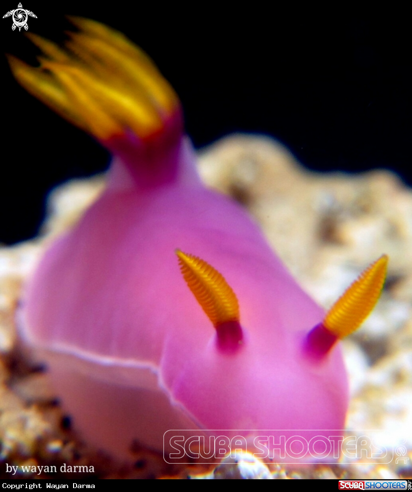 A Hypselodoris 