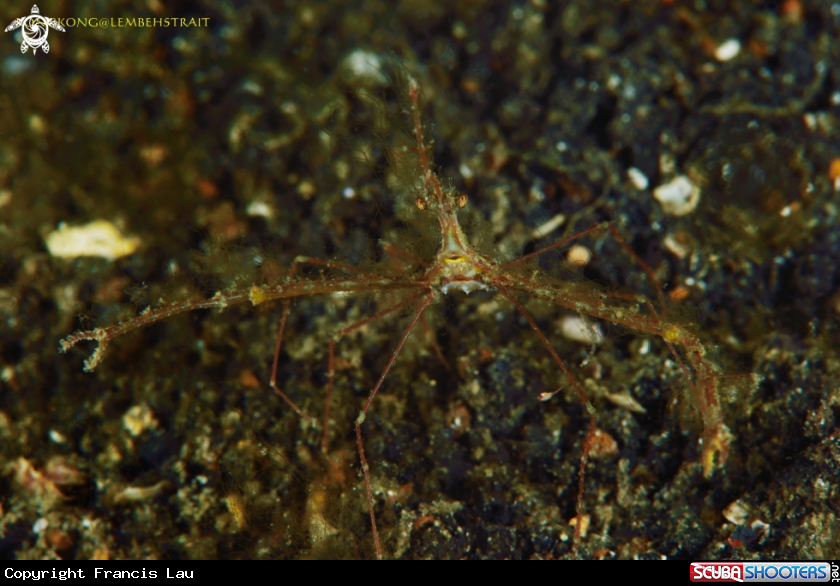 A Arrow Crab