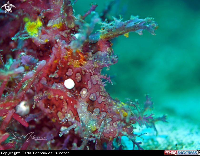 A weedy scorpionfish