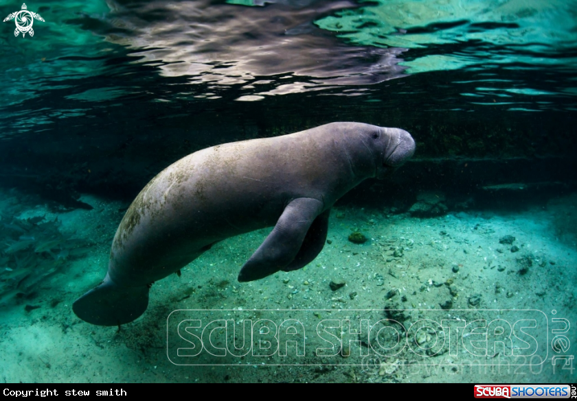 A Manatee