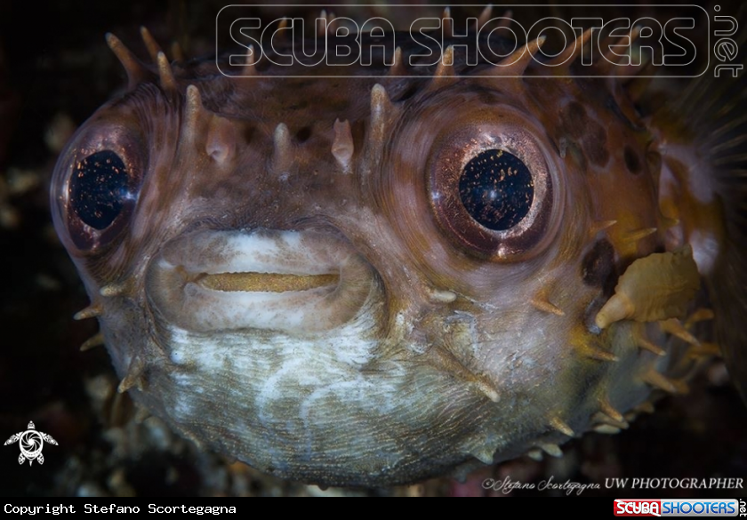 A Cyclichthys orbicularis